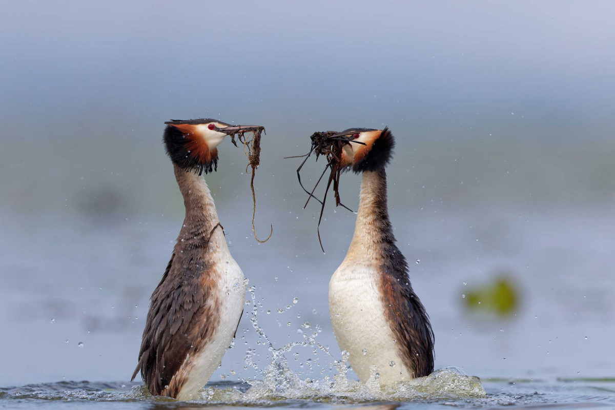 christophe-bourgeteau-2026-photos-refaire-pour-compl-ter-expo-existante-9-1035