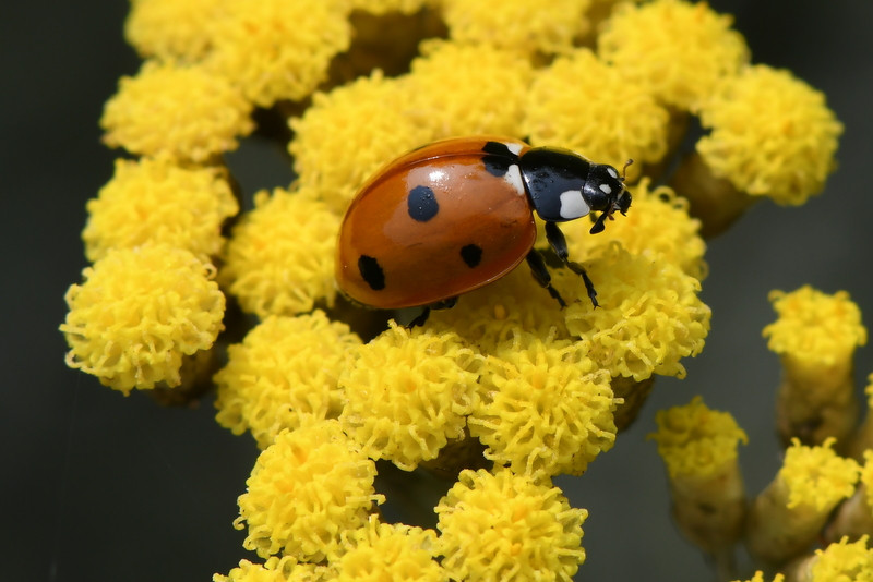 coccinelle-fran-oise-deniaud-leli-vre-541