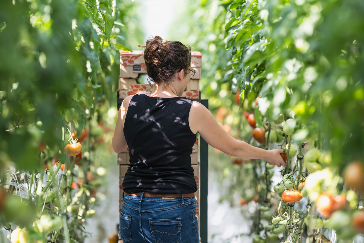 les-serres-du-frety-psm-maraichage-tomates-43-1042 les-serres-du-frety-psm-maraichage-tomates-43-1042