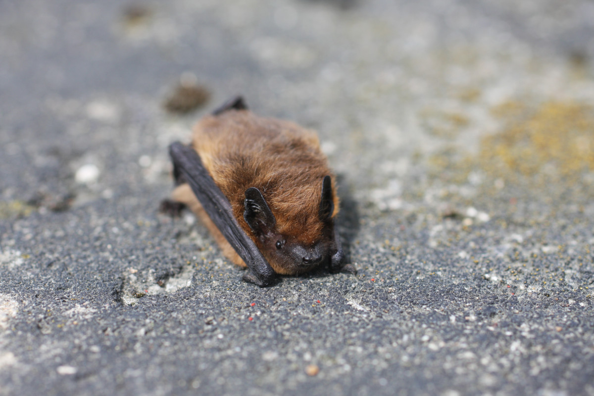 pipistrelle-commune-b-m-me-lafond-167