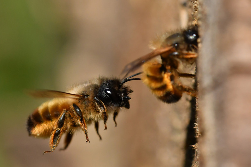 210425-osmia-bicornis-1-601