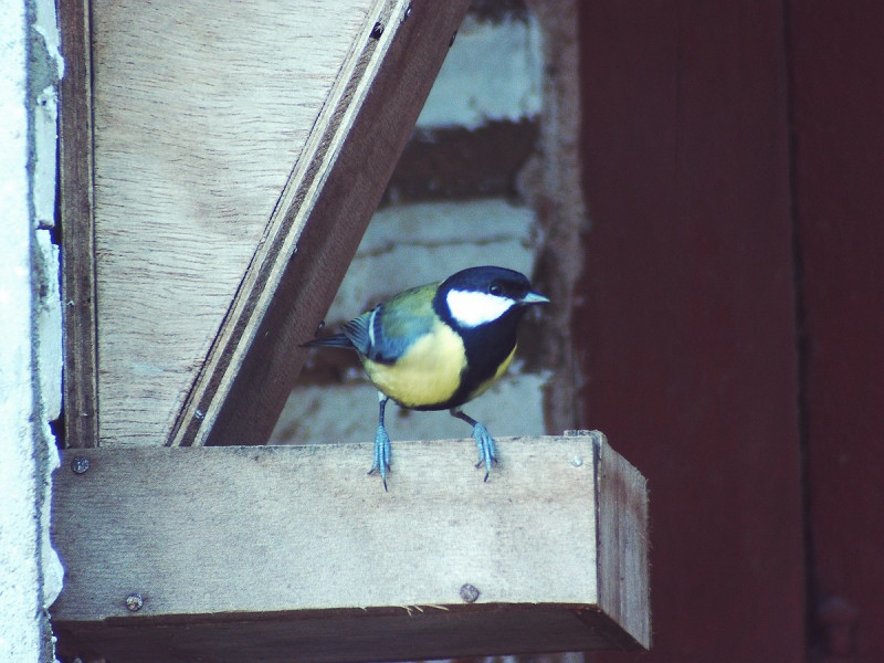 aidons-les-oiseaux-des-jardins-1-copier-1010 aidons-les-oiseaux-des-jardins-1-copier-1010