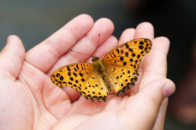 butterfly-4396444-1280-595