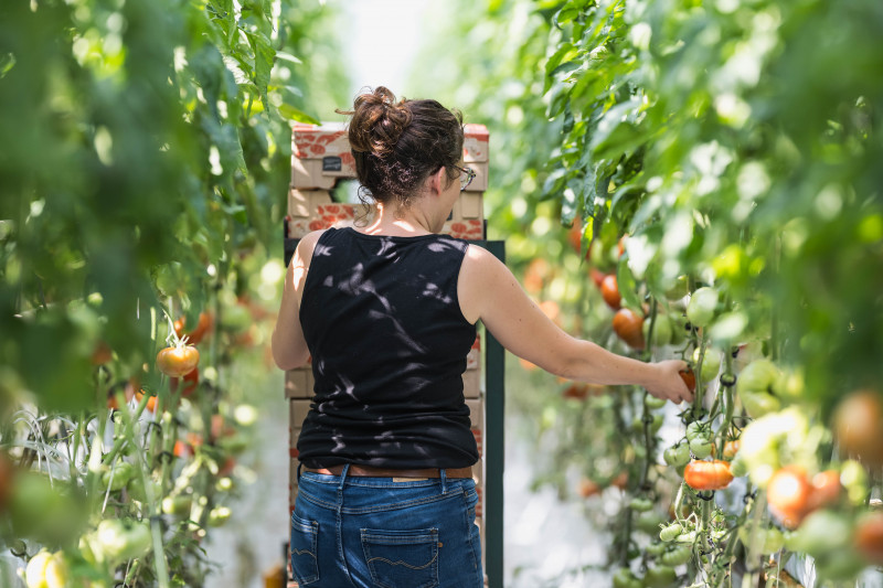 les-serres-du-frety-psm-maraichage-tomates-43-1042