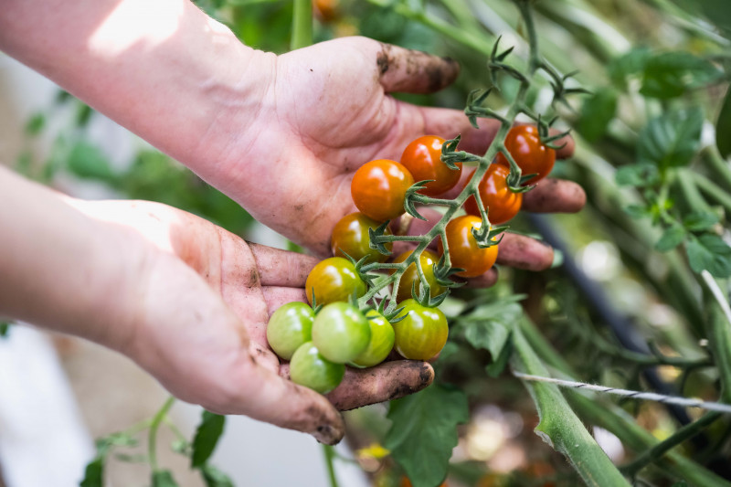les-serres-du-frety-psm-maraichage-tomates-67-1043